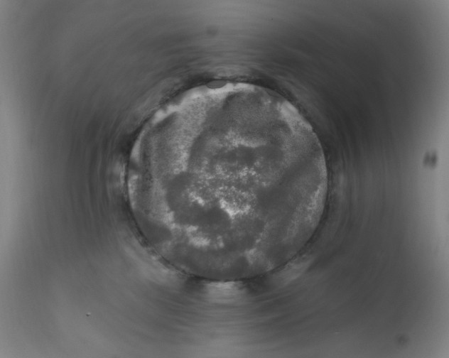 X0000112020281200908241522