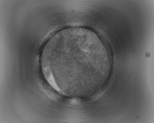 X0000112020308200908241521