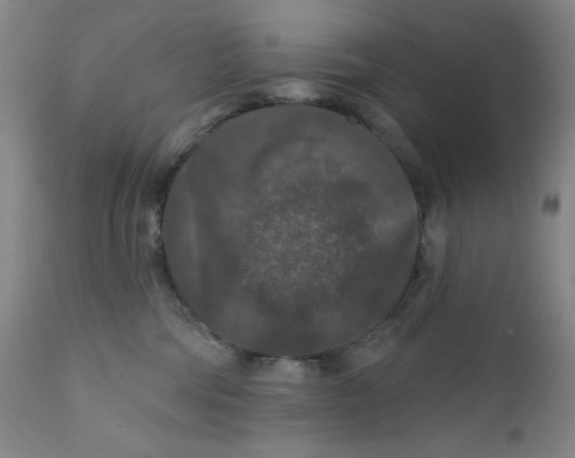 X0000112020330200908241521