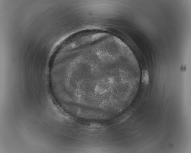 X0000112020388200908241520