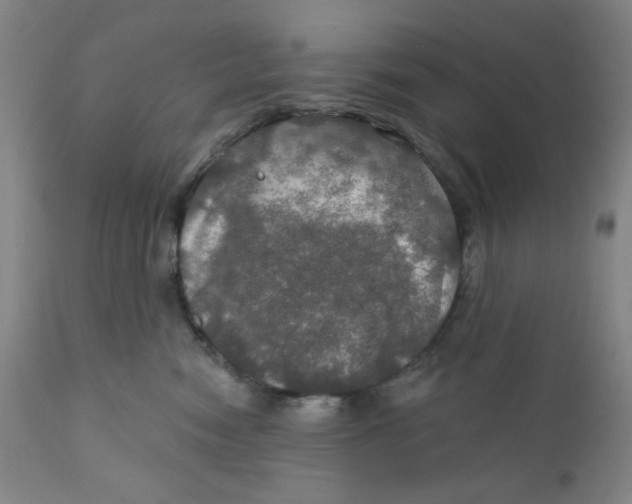 X0000112020474200908241519