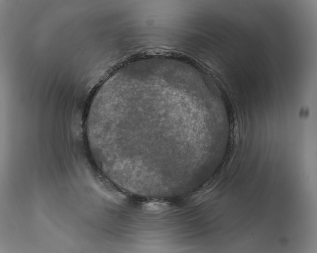 X0000112020508200908241518