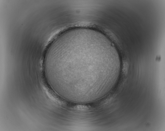 X0000112020636200908241515