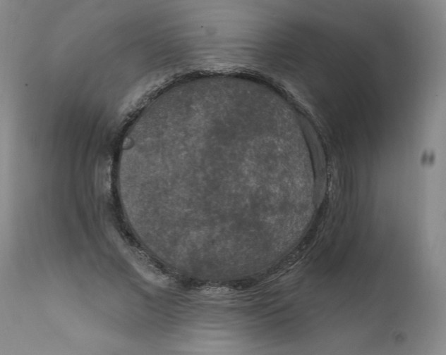 X0000112020685200908241515