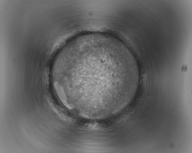 X0000112020688200908241515