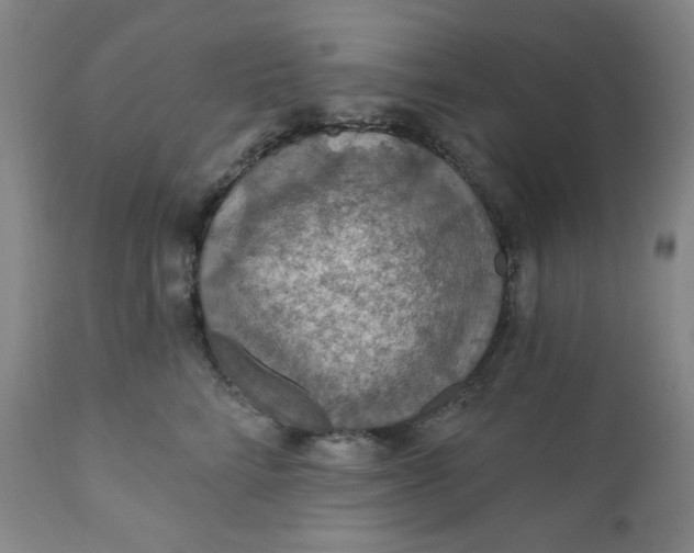 X0000112020712200908241515