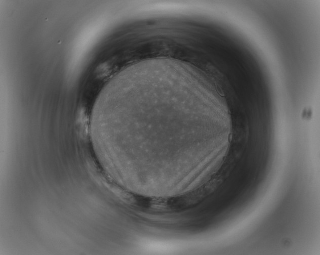 X0000112020766200908241515