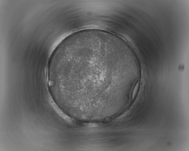 X0000112020796200908241514