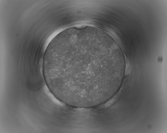 X0000112020812200908241513