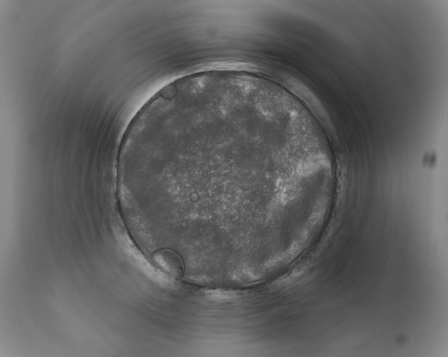 X0000112020852200908241513