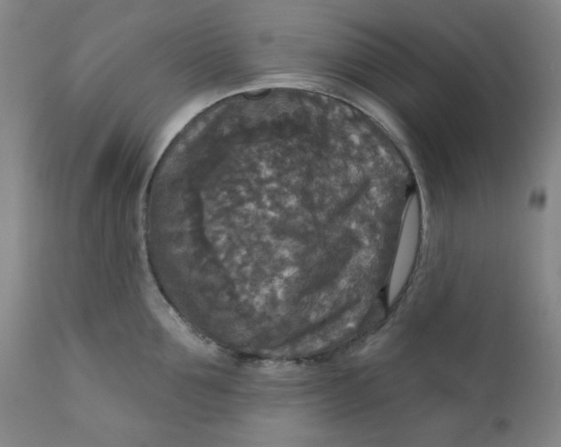 X0000112020907200908241512