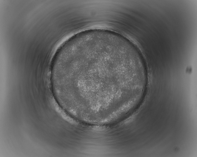 X0000112021029200908241510