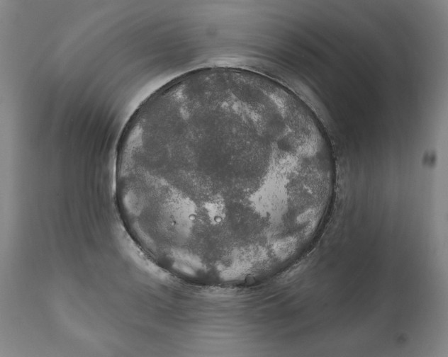 X0000112021036200908241510