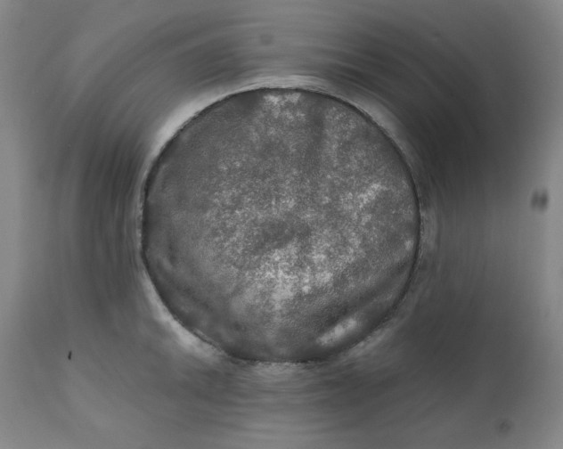 X0000112021046200908241510