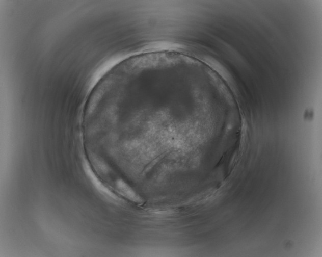 X0000112021055200908241510