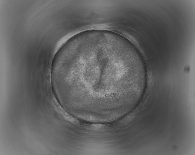 X0000112021176200908241507