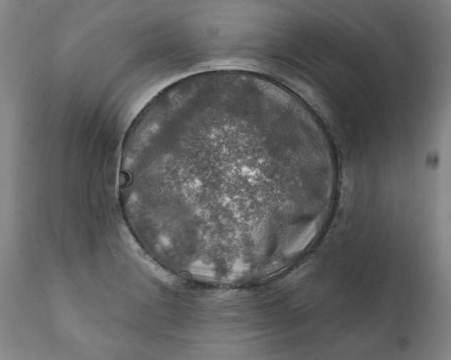 X0000112021228200908241507