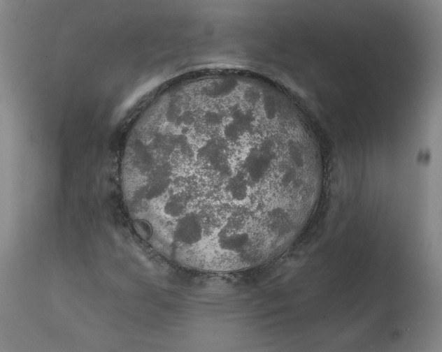 X0000112021255200908241506