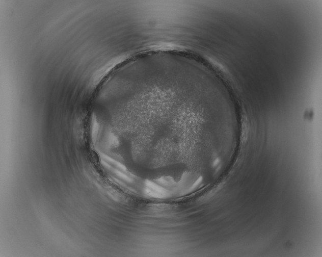 X0000112021305200908241505