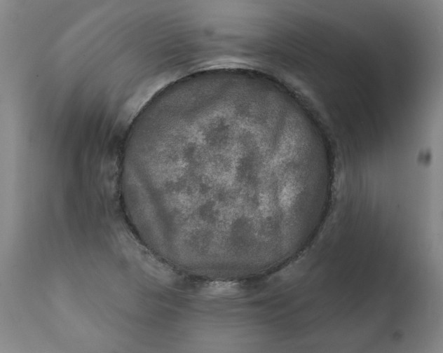 X0000112021313200908241505