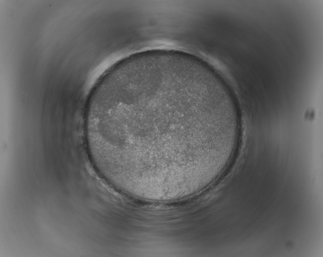 X0000112021318200908241505