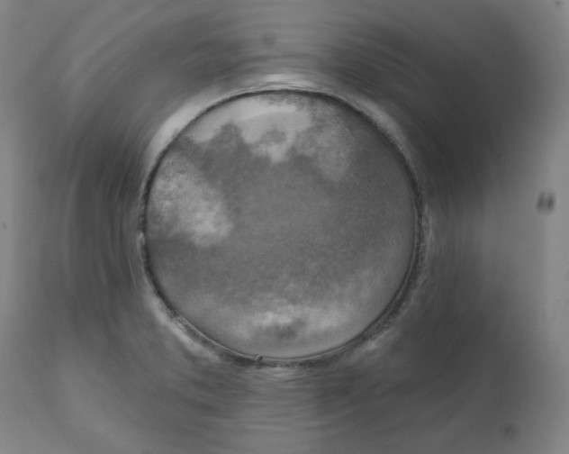 X0000112021373200908241505