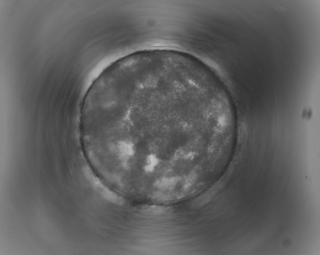 X0000112021374200908241505