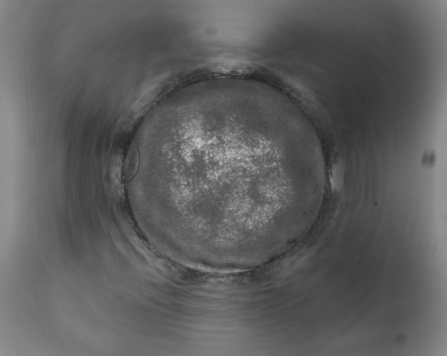 X0000112021396200908241504