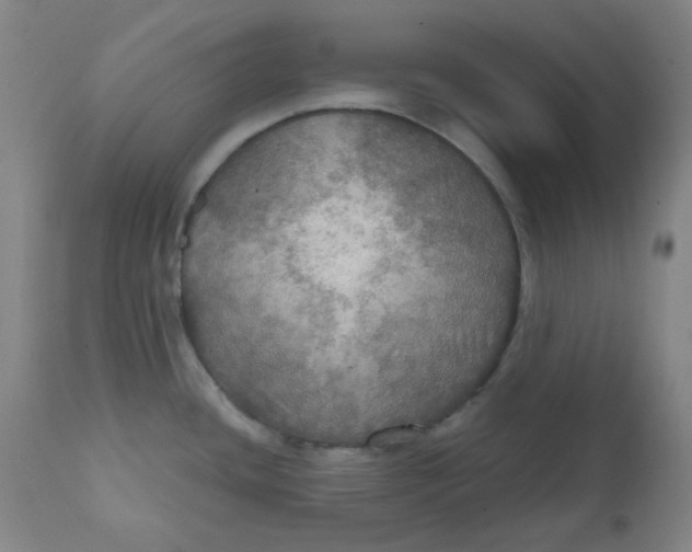 X0000112021436200908241504