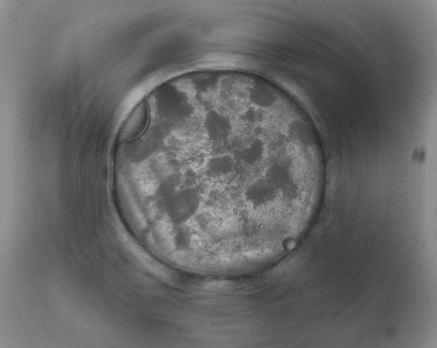 X0000112021467200908241503