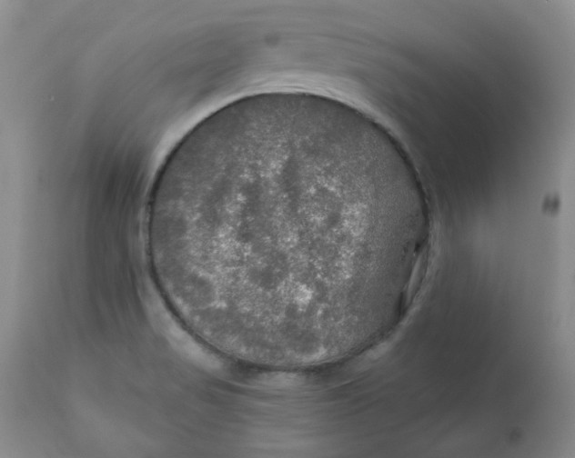 X0000112021517200908241502