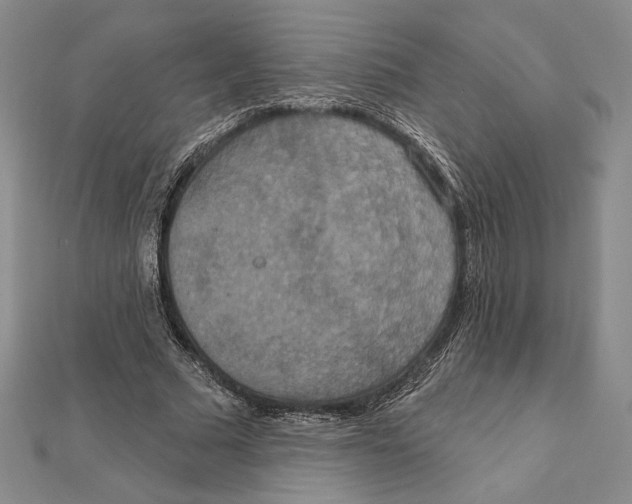 X0000112020681200908311155