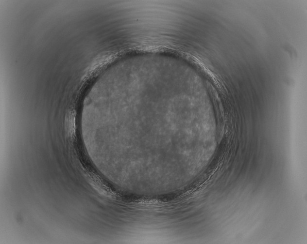 X0000112020685200908311155