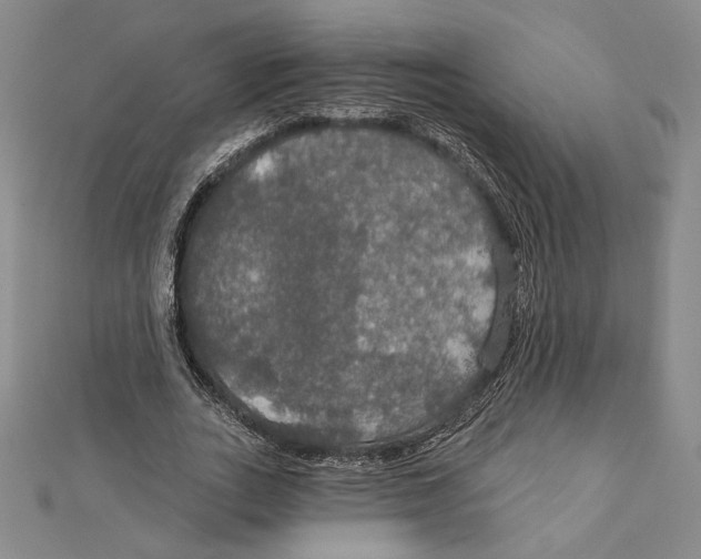 X0000112020727200908311154