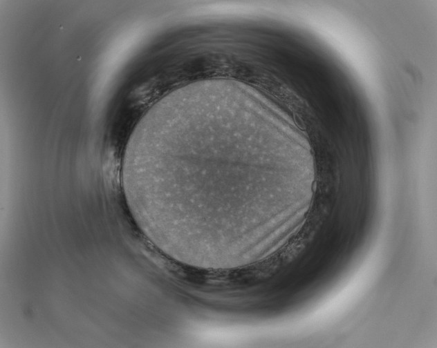 X0000112020766200908311154