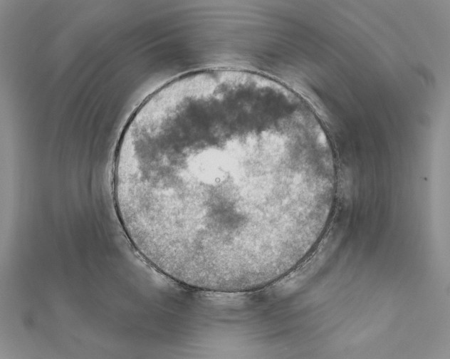 X0000112020856200908311153