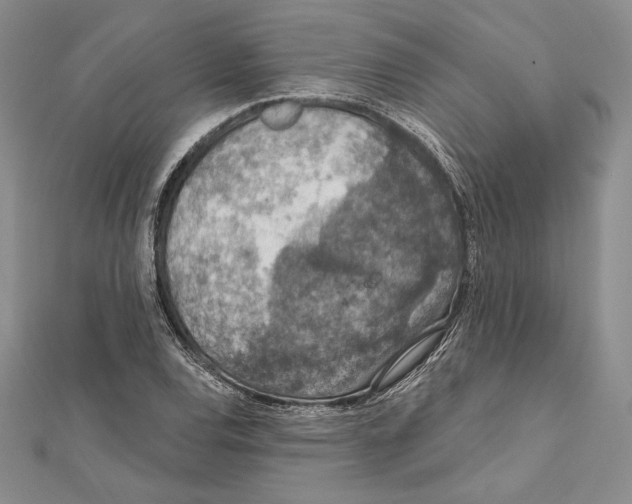 X0000112021120200908311149