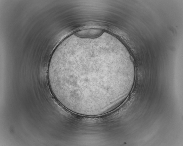 X0000112021185200908311148