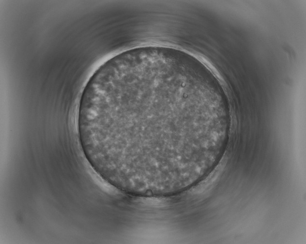 X0000112021246200908311148