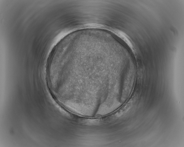 X0000112021381200908311146