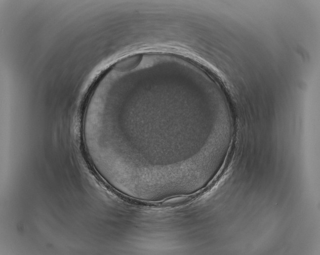 X0000112021506200908311144