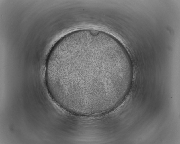 X0000112021507200908311144