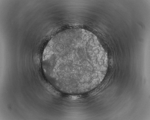 X0000112020662200909141037