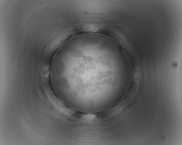 X0000112030374200908031442
