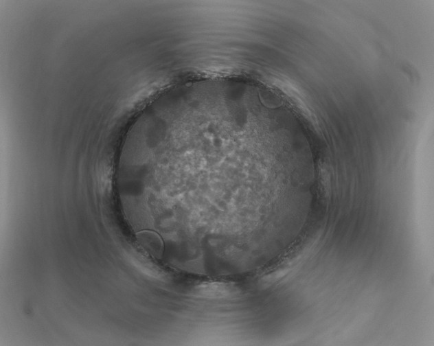 X0000112030499200908101342