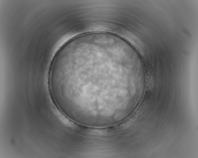 X0000112031086200908101333