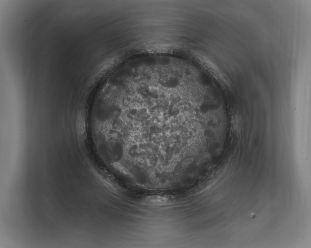 X0000112030687200908171451