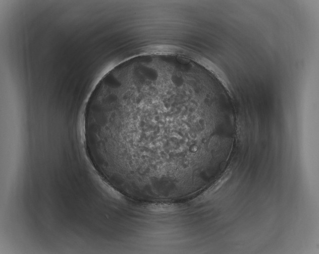 X0000112031083200908171446