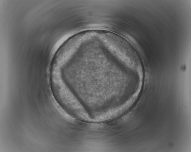 X0000112031196200908241531