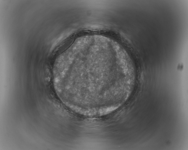 X0000112031253200908241530